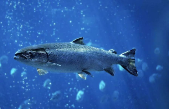 Where does the best quality salmon com from?