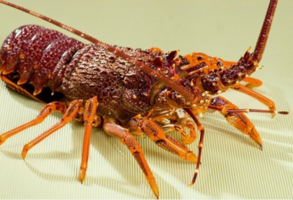 Bluetooth Temperature Logger for Lobster Transportation