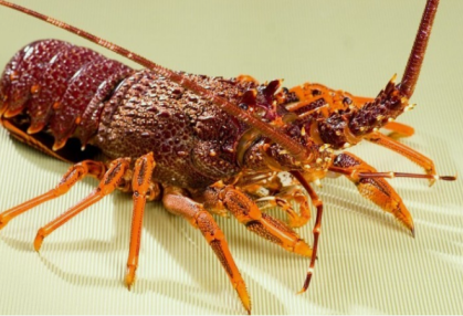 Bluetooth Temperature Logger for Lobster Transportation(图1)