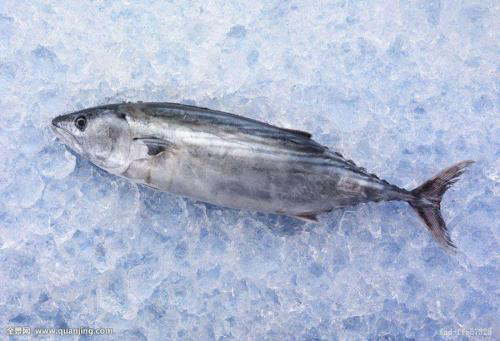 Ultra Low Temperature Data Logger for Tuna Transportation