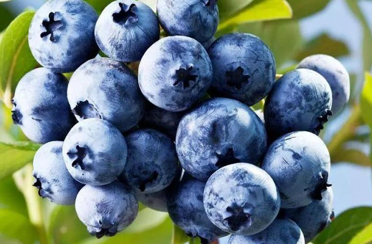 Single Use Temperature Recorders for Shipping of Blueberry