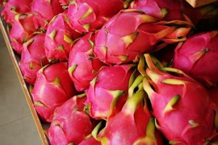 Temperature Humidity Recorders for Transportation and Storage of Pitaya