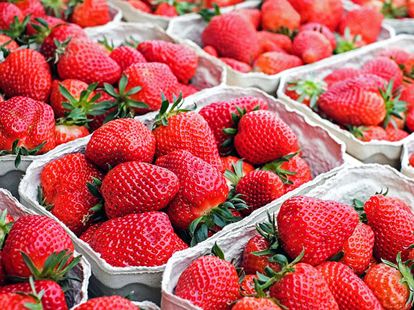 Keeping Strawberry Fresh from the Field to Your Fingertips
