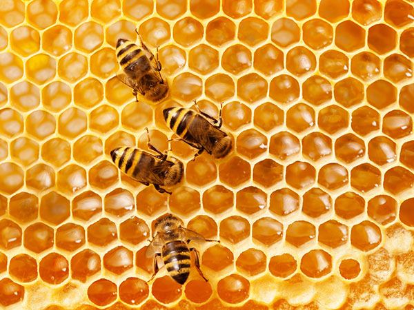 The Most Important Tips for Transporting Honey