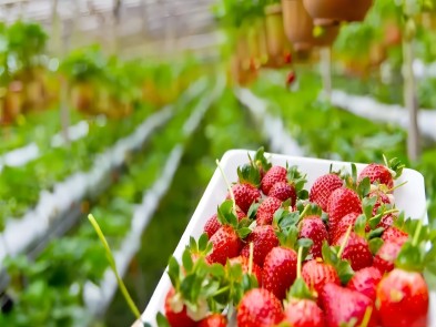 Temperature recording for strawberries The USB temperature data logger
