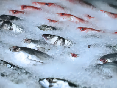 The benefits of ultra-low temperature frozen for fish preservation Dry Ice Tempe