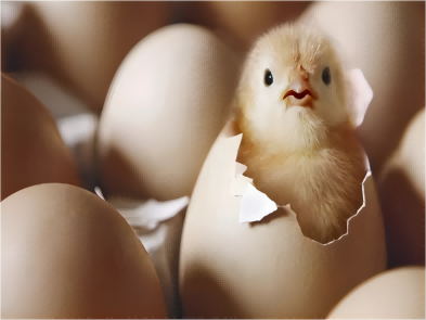 Temperature for egg incubation Incubation Bluetooth single use temperature data 