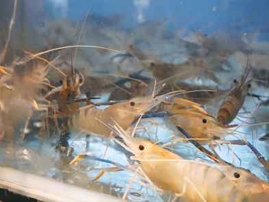 How to transport live shrimp Seafood Multi-use Temperature Data Logger with exte