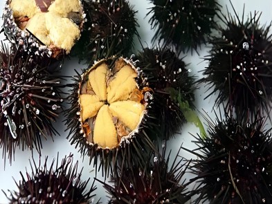 Transportation temperature of sea urchin Seafood USB single use temperature data