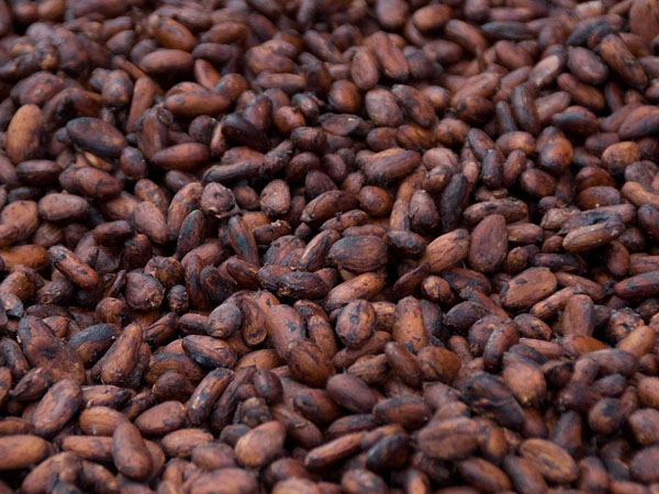 Temperature monitoring during cacao fermentation