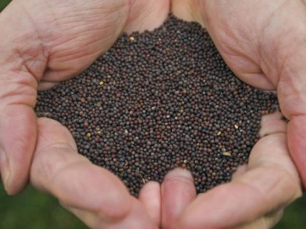 Temperature and Humidity Monitoring in Seed storage