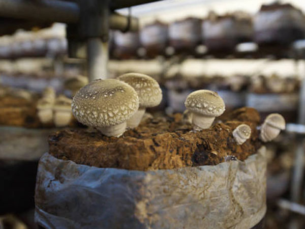 temperature-monitoring-for-mushroom-cultivation-sterilization1.jpg