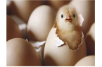 Temperature for egg incubation