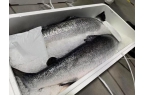 Ensuring Freshness in Salmon T